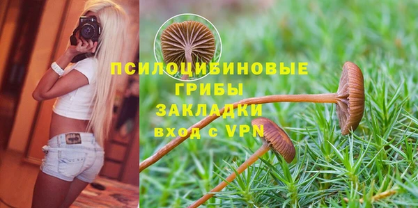 прущие грибы Абинск